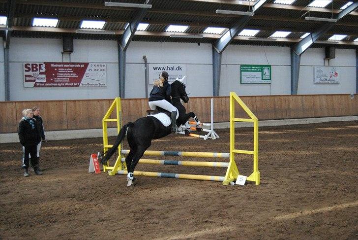 Anden særlig race Mr. D (Dallas) - Dallas der jumper det gule spring til vores første stævne d. 9-11-2011. Han kan godt nok springe  ! <3 (Foto: Cecilie Rømer Hansen) billede 16