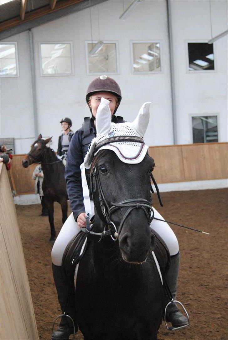 Anden særlig race Mr. D (Dallas) - Efter stævnet d. 9-11-2011. Sikke dygtig han var at han fik sin første sløjfe allerede en måned efter han kom på Glk :) billede 18