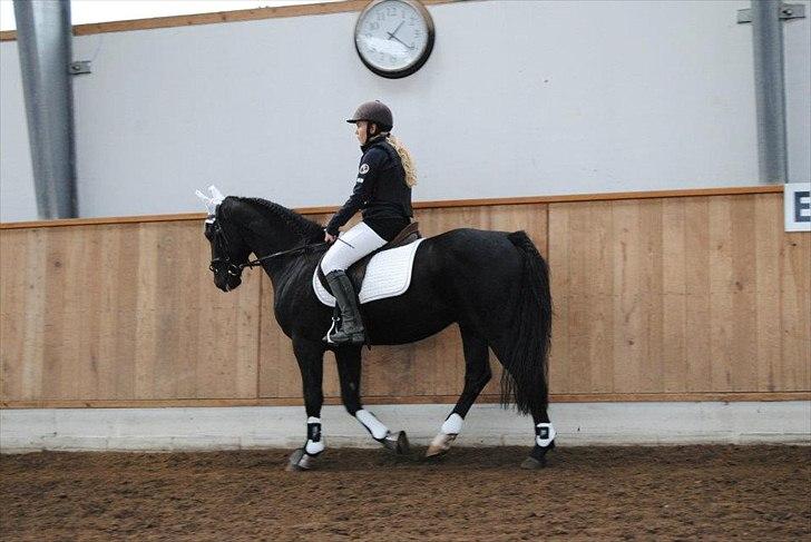 Anden særlig race Mr. D (Dallas) - Mig og Dallas inden vores første stævne d. 9-11-2011. (Foto: Cecilie Rømer Hansen) billede 15