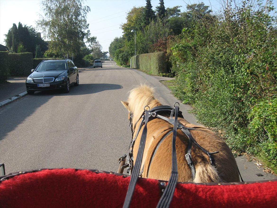 Anden særlig race Petit - Første gang med den nye vogn billede 19