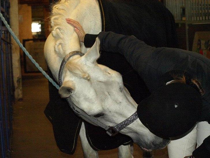 Anden særlig race Søholt's Robin - Mysser! billede 17