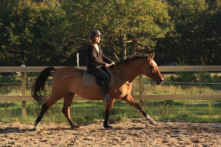 Anden særlig race Luna - Galop i cordeo :) Foto: MLS billede 7