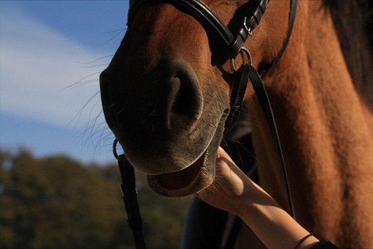 Anden særlig race Luna - Hendes sjove underlæbe der tit hænger :D foto MLS billede 14