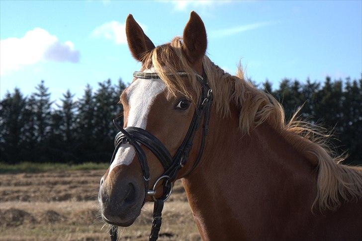 DSP Vadsager´s Carmen Rosa billede 16