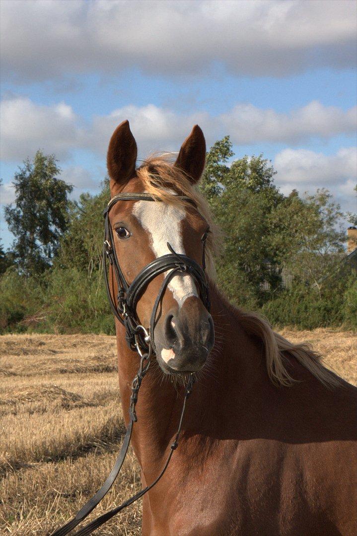 DSP Vadsager´s Carmen Rosa billede 1