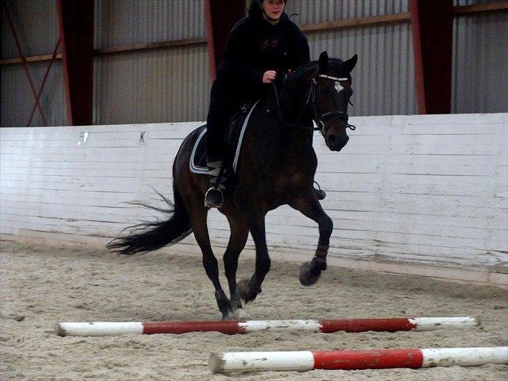 Anden særlig race Chili in action *Miss you boy* - 9 - hehe bubber :-* du er så skøn, en ny volte = skal springe over, den er ikke samme farve, hvad nu hvis der kommer en trold op :D haha du er en en'er basse <3 NYT Foto : Christina H. billede 9