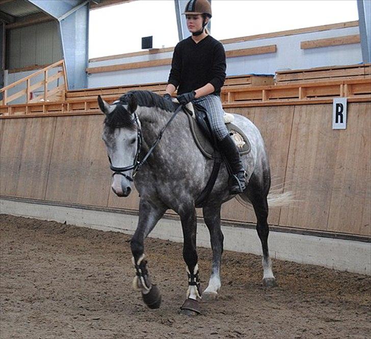 Holstener Zarina Von Harknag - Cecilie og Zarina juli 2011 billede 15