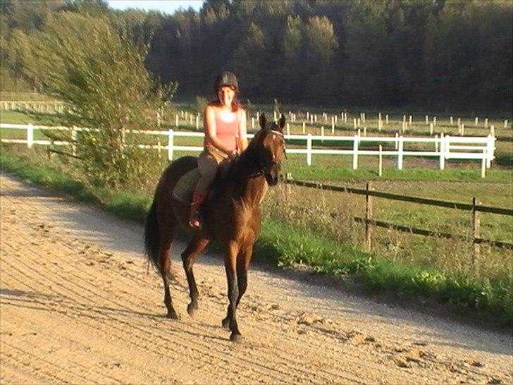 Traver Princess Guy billede 2