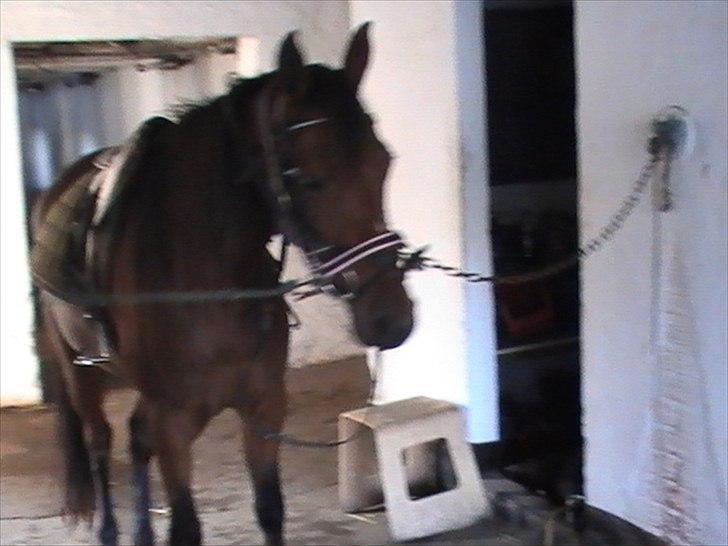 Traver Princess Guy billede 4