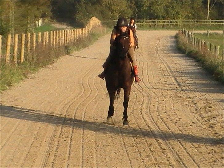 Traver Princess Guy billede 5