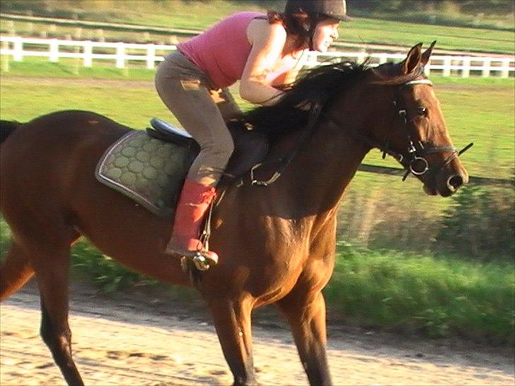 Traver Princess Guy billede 1