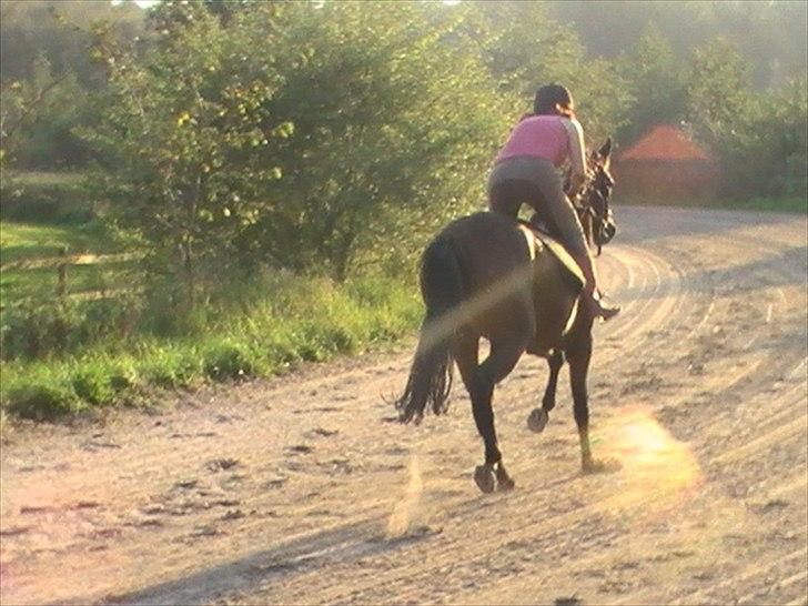 Traver Princess Guy billede 6