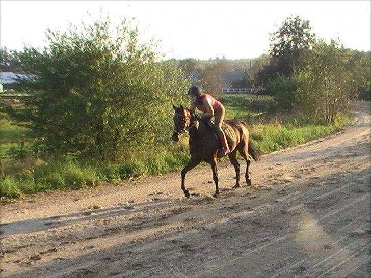 Traver Princess Guy billede 7