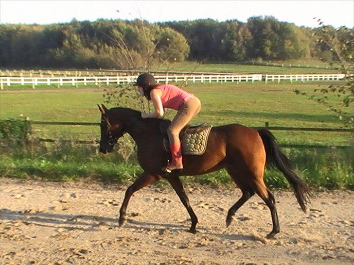 Traver Princess Guy billede 8