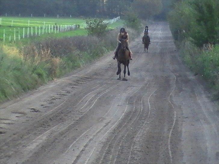 Traver Princess Guy - i det mindste kan hun da løbe fra ponyer;) billede 9