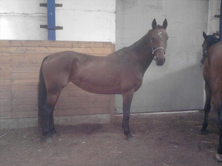 Hollandsk Varmblod KWPN † Cea † - 4) lidt efter jeg havde fået hende :) billede 6