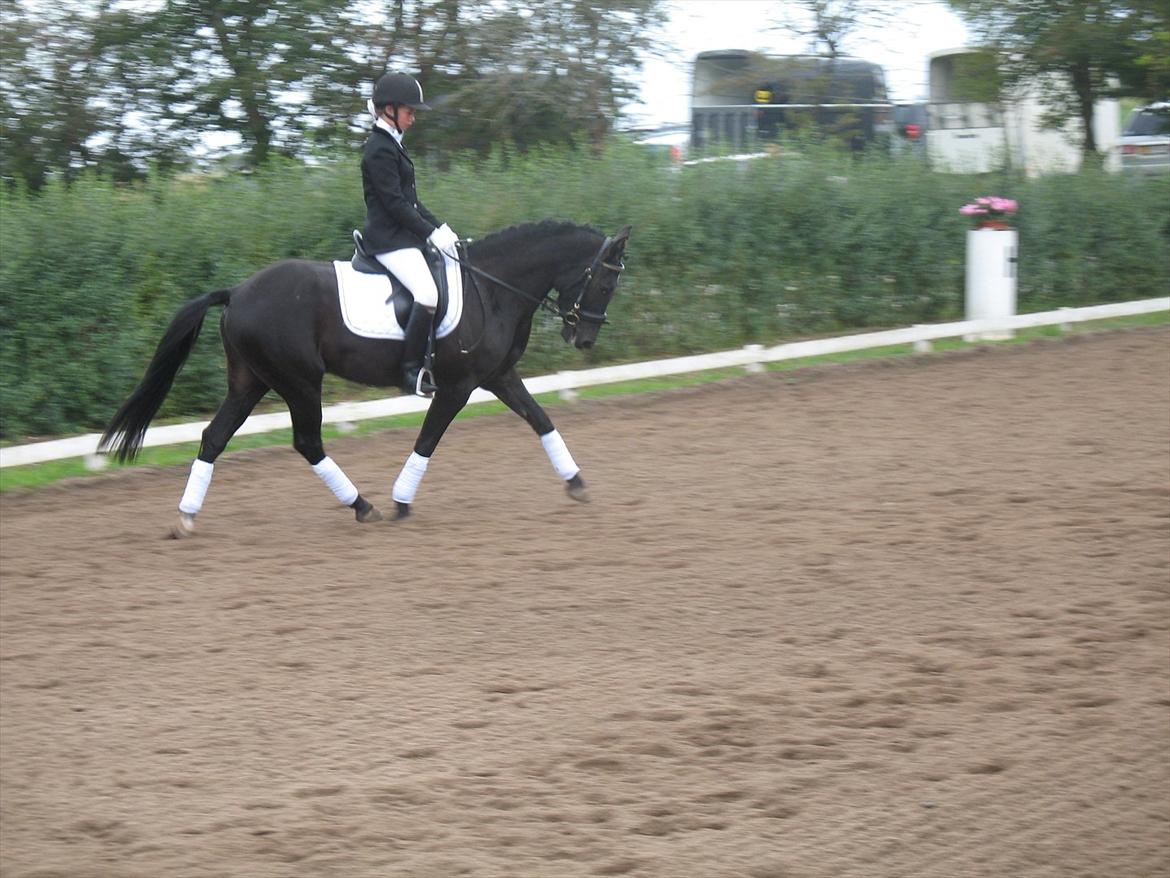 New Forest Calandias Avalanche (Caval) - Stævne Ringsted Rideklub 17. september 2011. LD-1 og LD-2 billede 18
