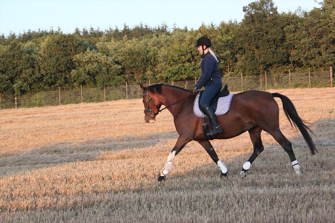 Dansk Varmblod Fifi<33 billede 11