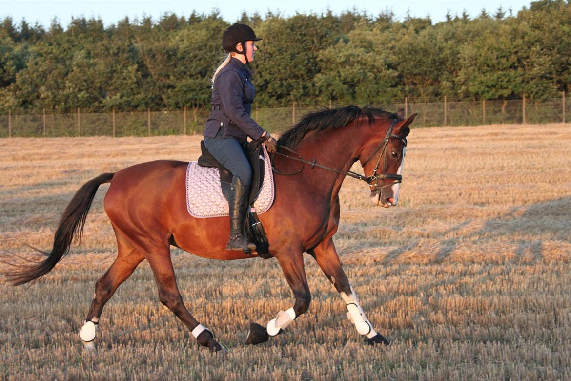 Dansk Varmblod Fifi<33 billede 10