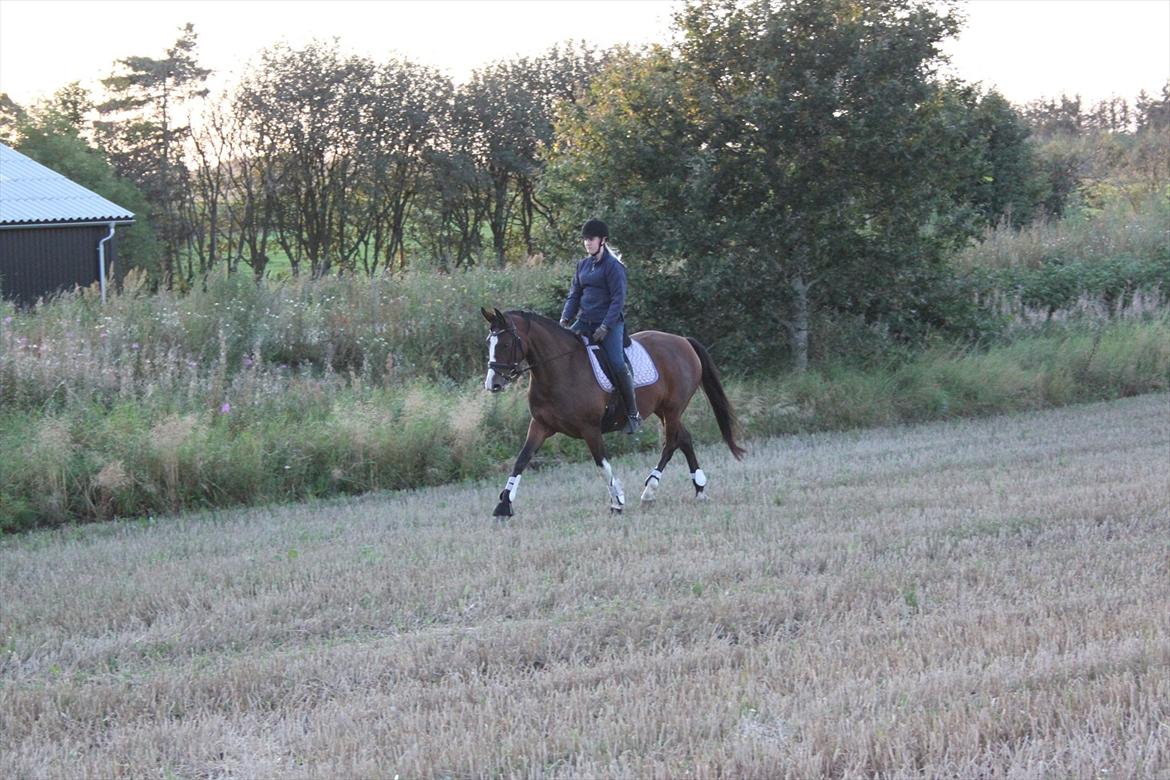 Dansk Varmblod Fifi<33 billede 12