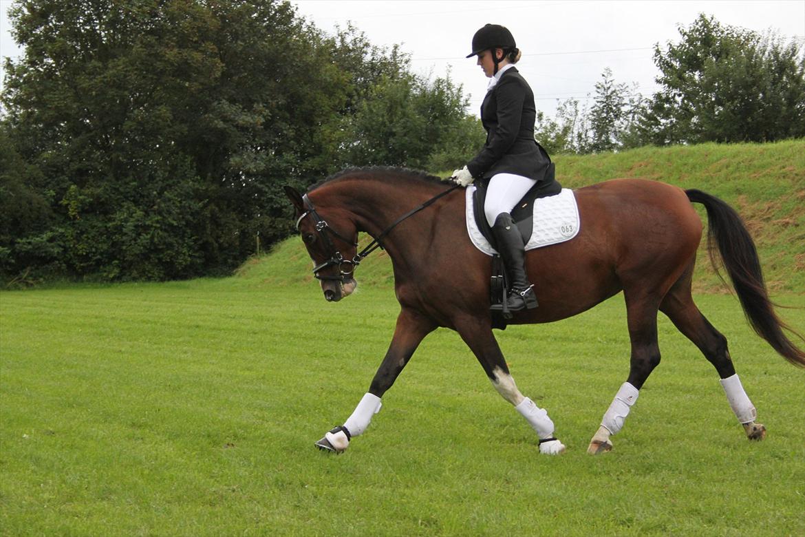 Dansk Varmblod Fifi<33 billede 13