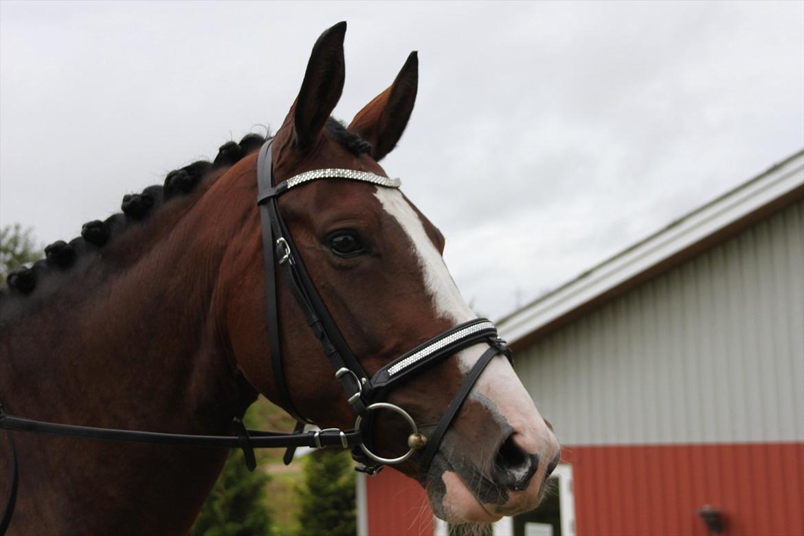 Dansk Varmblod Fifi<33 billede 14