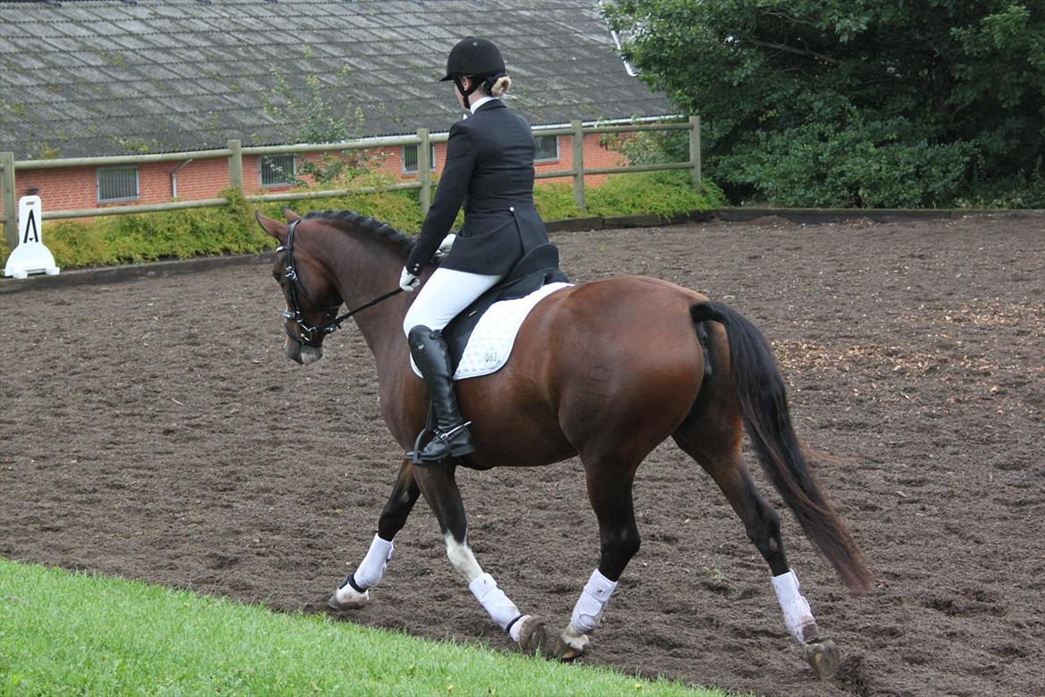 Dansk Varmblod Fifi<33 billede 15