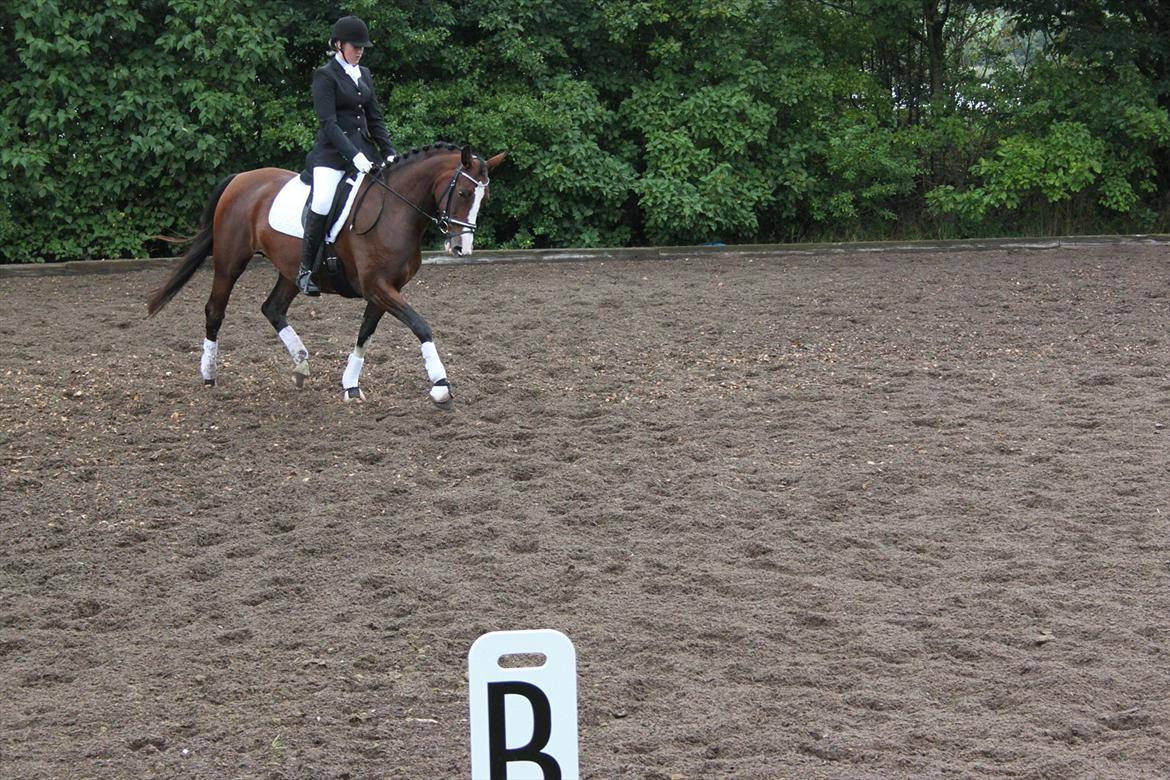 Dansk Varmblod Fifi<33 billede 16