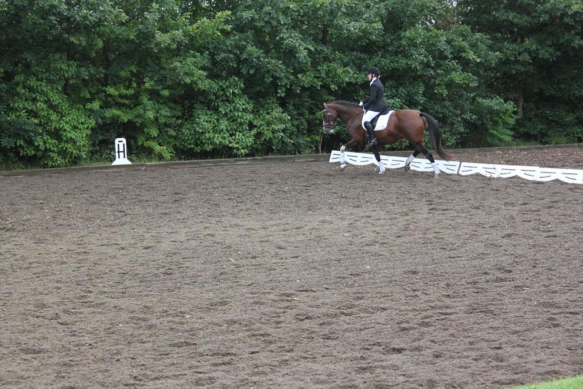 Dansk Varmblod Fifi<33 billede 17