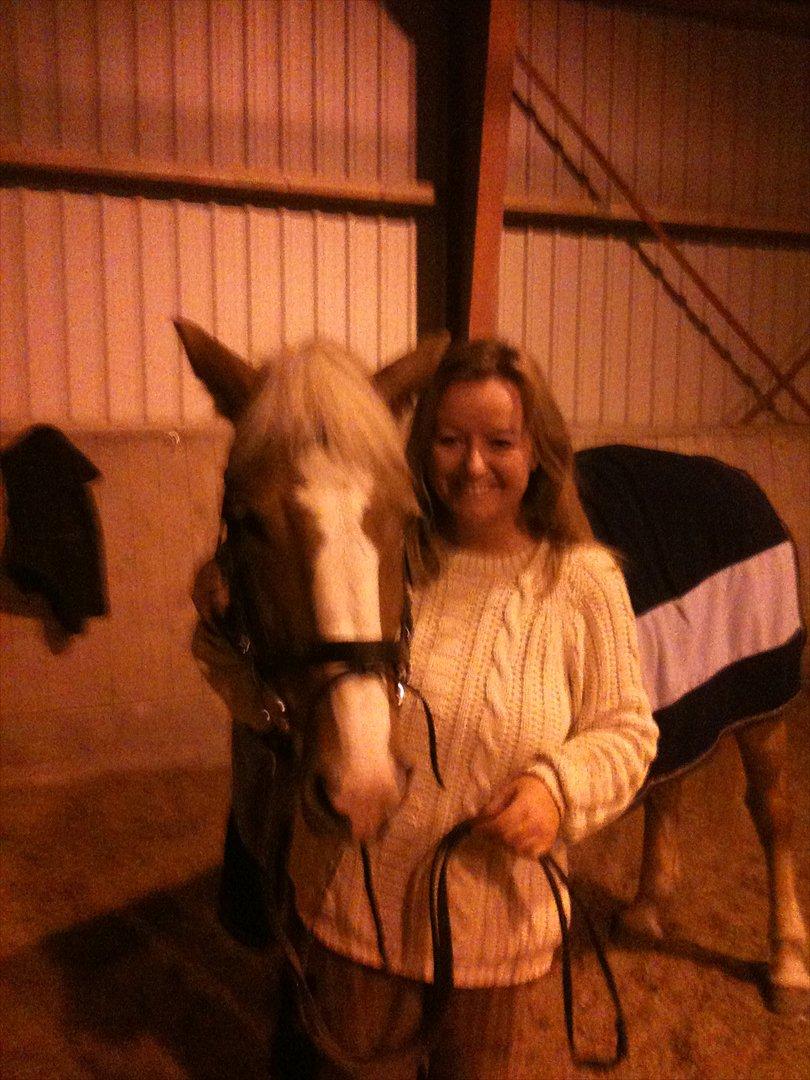 Haflinger Laura billede 17