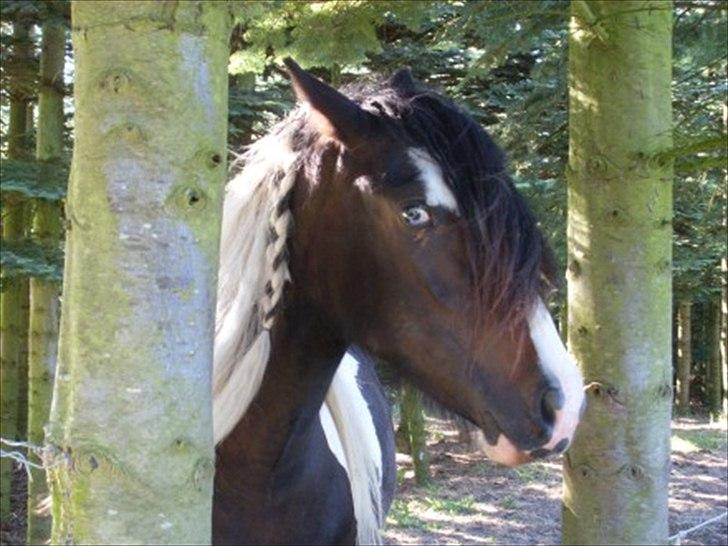 Tinker Fjordgaardens Miss Molly - Fjordgaardens Miss Molly billede 1