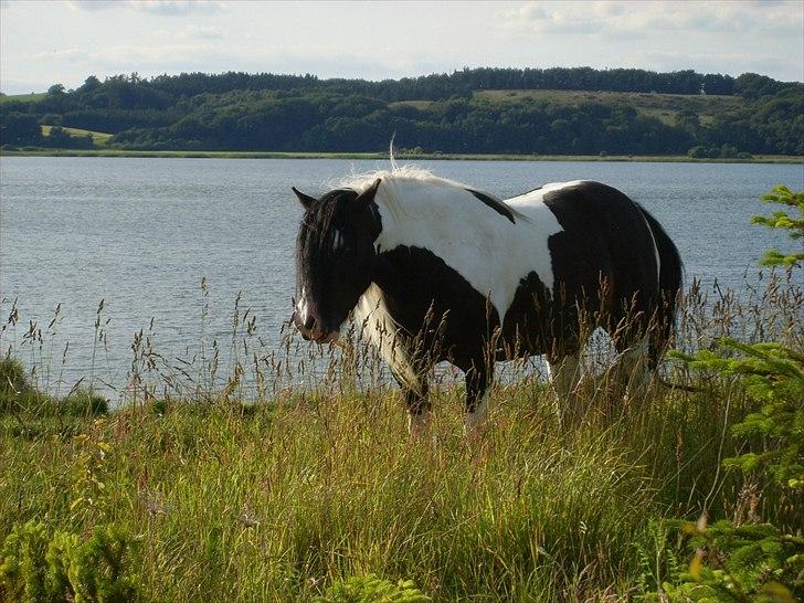 Tinker Fjordgaardens Miss Molly billede 2