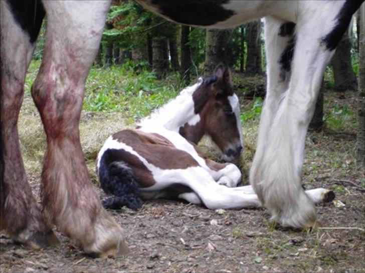 Tinker Fjordgaardens Miss Molly billede 3
