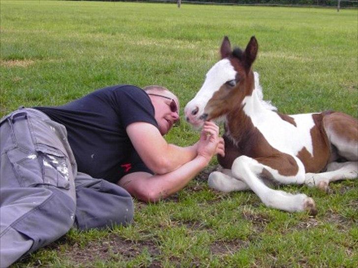 Tinker Fjordgaardens Miss Molly billede 4
