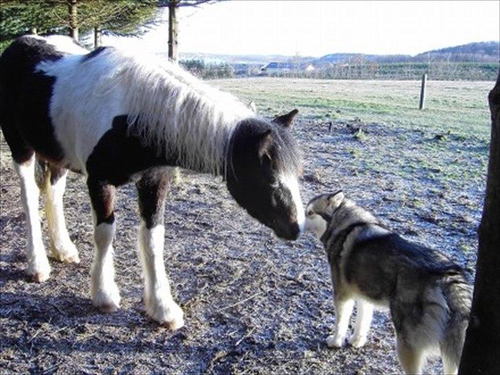 Tinker Fjordgaardens Miss Molly billede 5