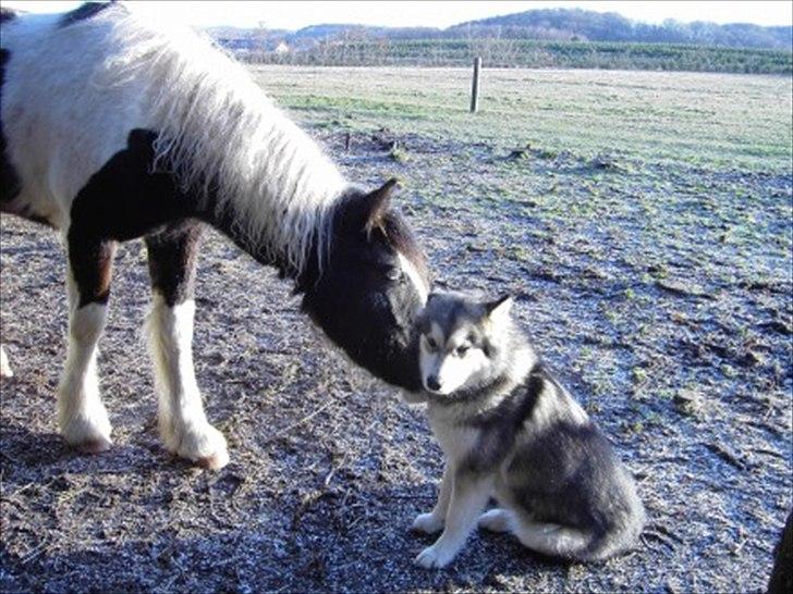 Tinker Fjordgaardens Miss Molly billede 6