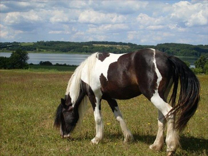 Tinker Fjordgaardens Miss Molly billede 7