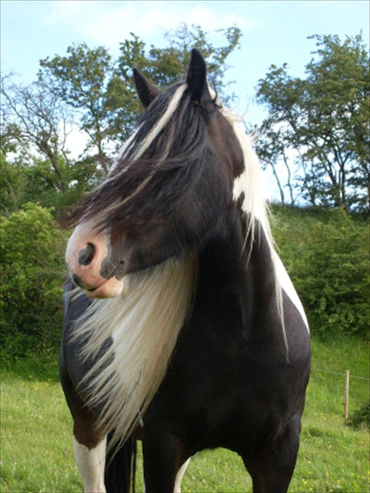 Tinker Fjordgaardens Miss Molly billede 9