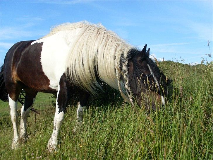 Tinker Fjordgaardens Miss Molly billede 10