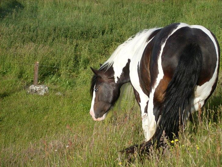 Tinker Fjordgaardens Miss Molly billede 11