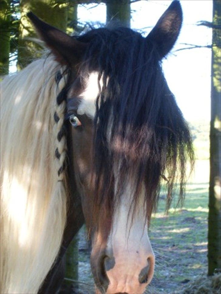 Tinker Fjordgaardens Miss Molly - Miss Molly med sine blå øjne billede 12