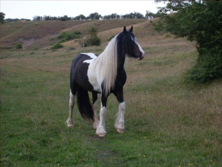 Tinker Fjordgaardens Miss Molly billede 13