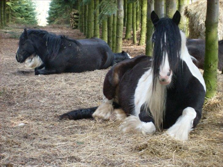 Tinker Fjordgaardens Miss Molly - en hyggetrold billede 14