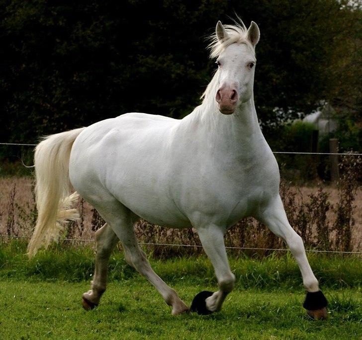 Connemara Mosedals Snowflake - Smukke Bøh på fold, tager af Line Andersen, billede 16