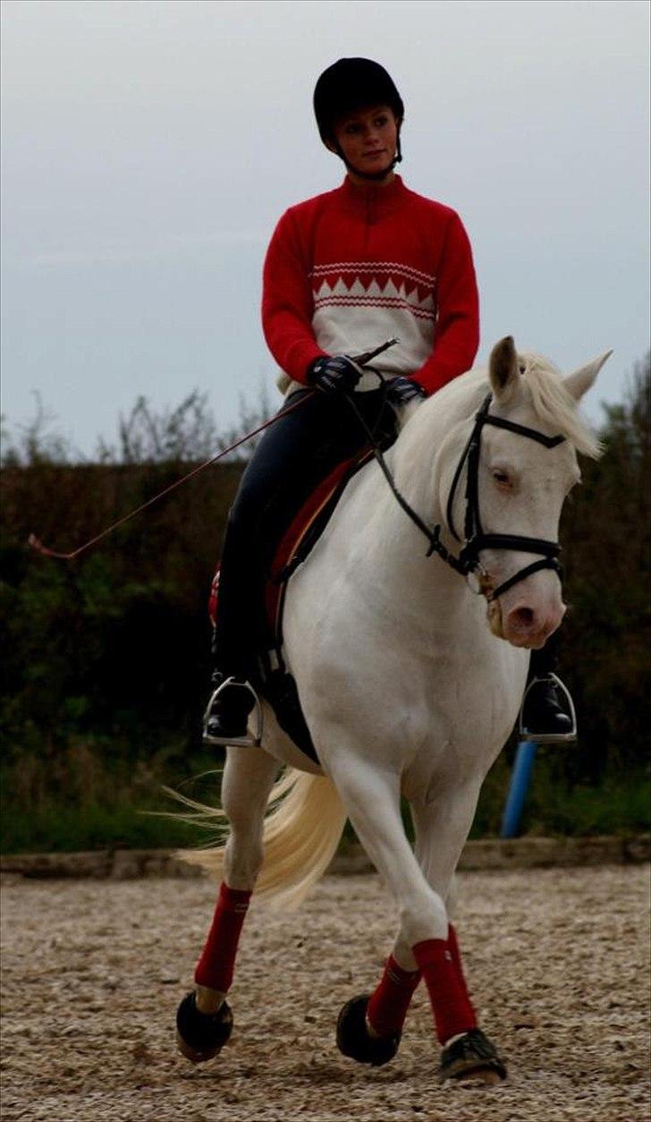 Connemara Mosedals Snowflake - Travers på Bøh. Taget af Line Andersen. billede 18