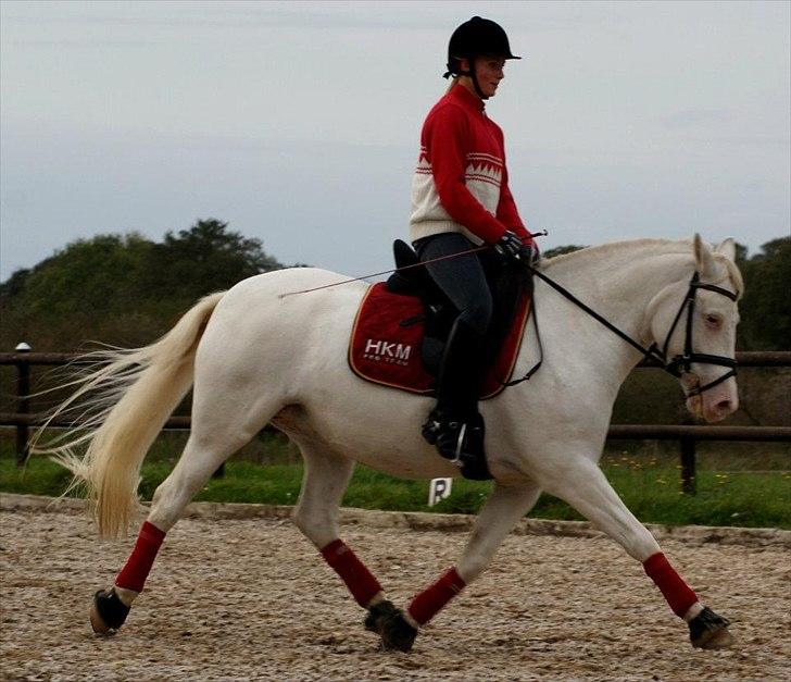 Connemara Mosedals Snowflake - Bøh i en øgning. Taget af Line Andersen. billede 20