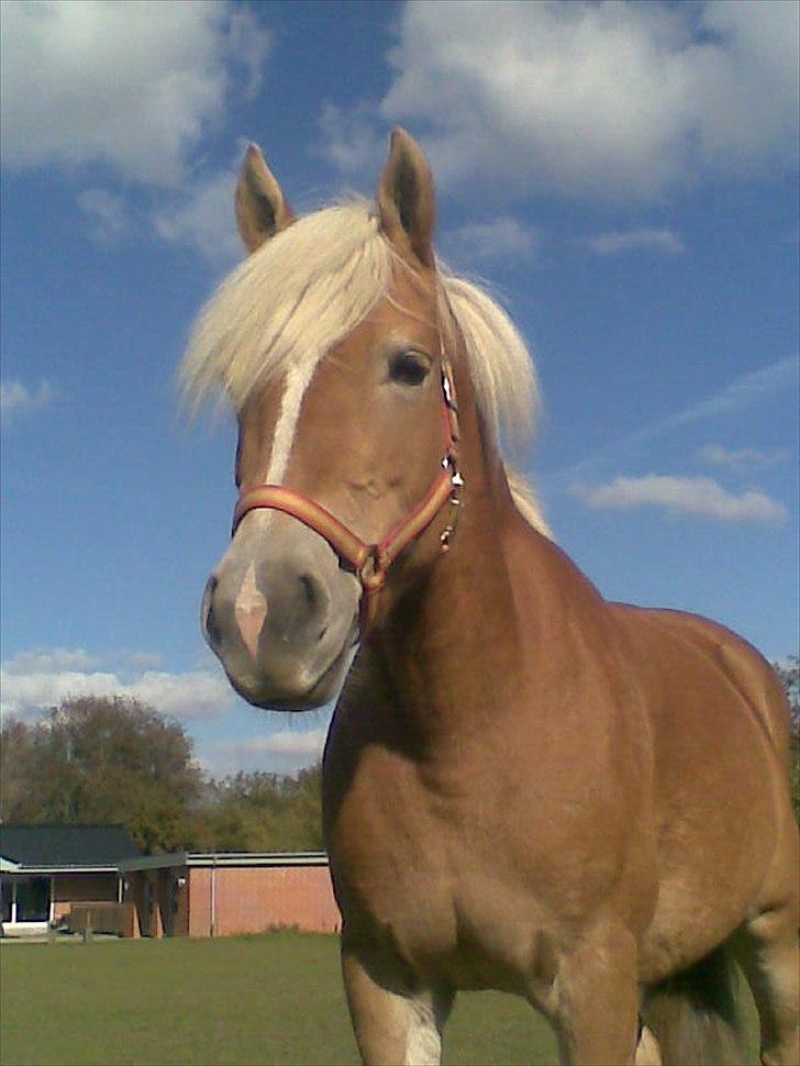 Tyroler Haflinger Mistery<3 - 15) Hver gang jeg ser dig, føles det som allerførste gang billede 13