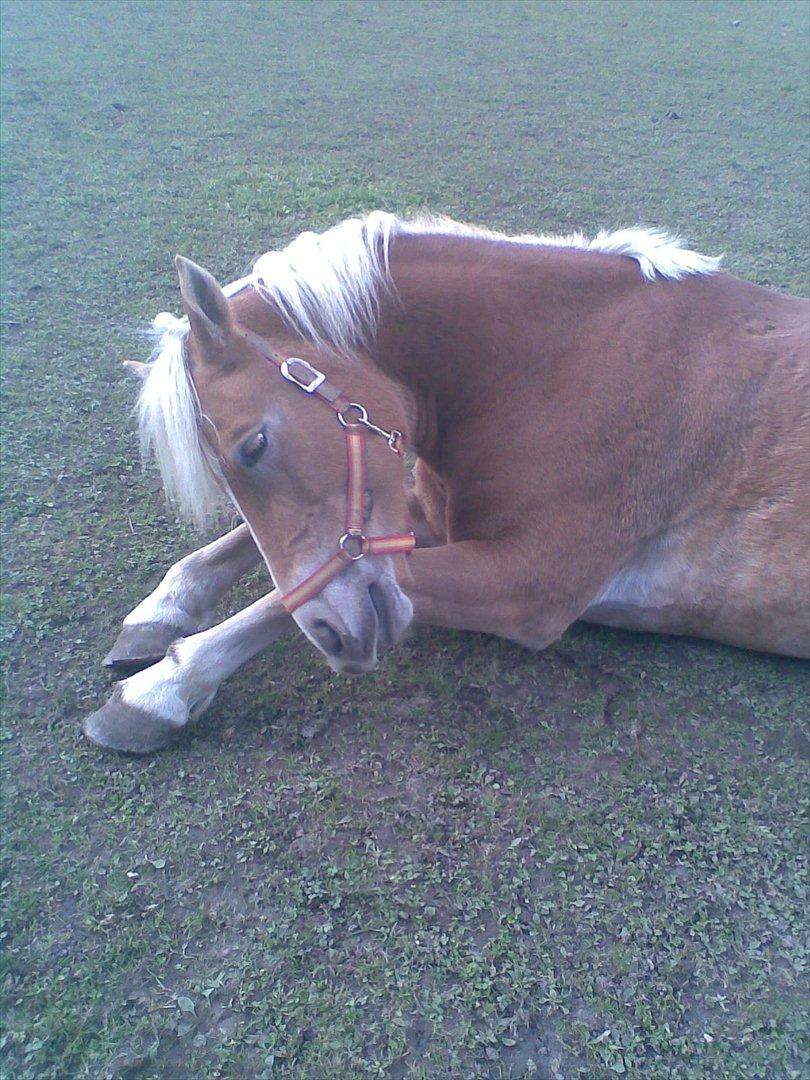 Tyroler Haflinger Mistery<3 - 17) Vær altid ærlig, tro og kærlig, selvom vejen kan være besværlig. 
 billede 14