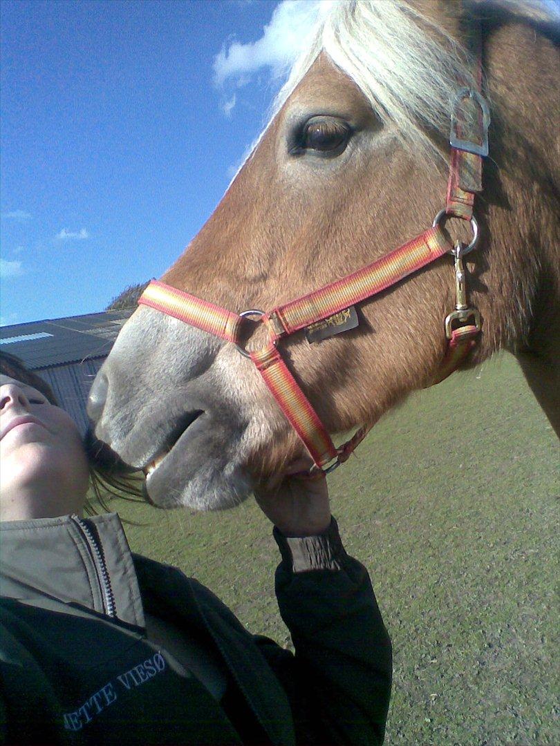 Tyroler Haflinger Mistery<3 - 20) Nogle gange er det forkert at gøre det rigtige.. 
 billede 17