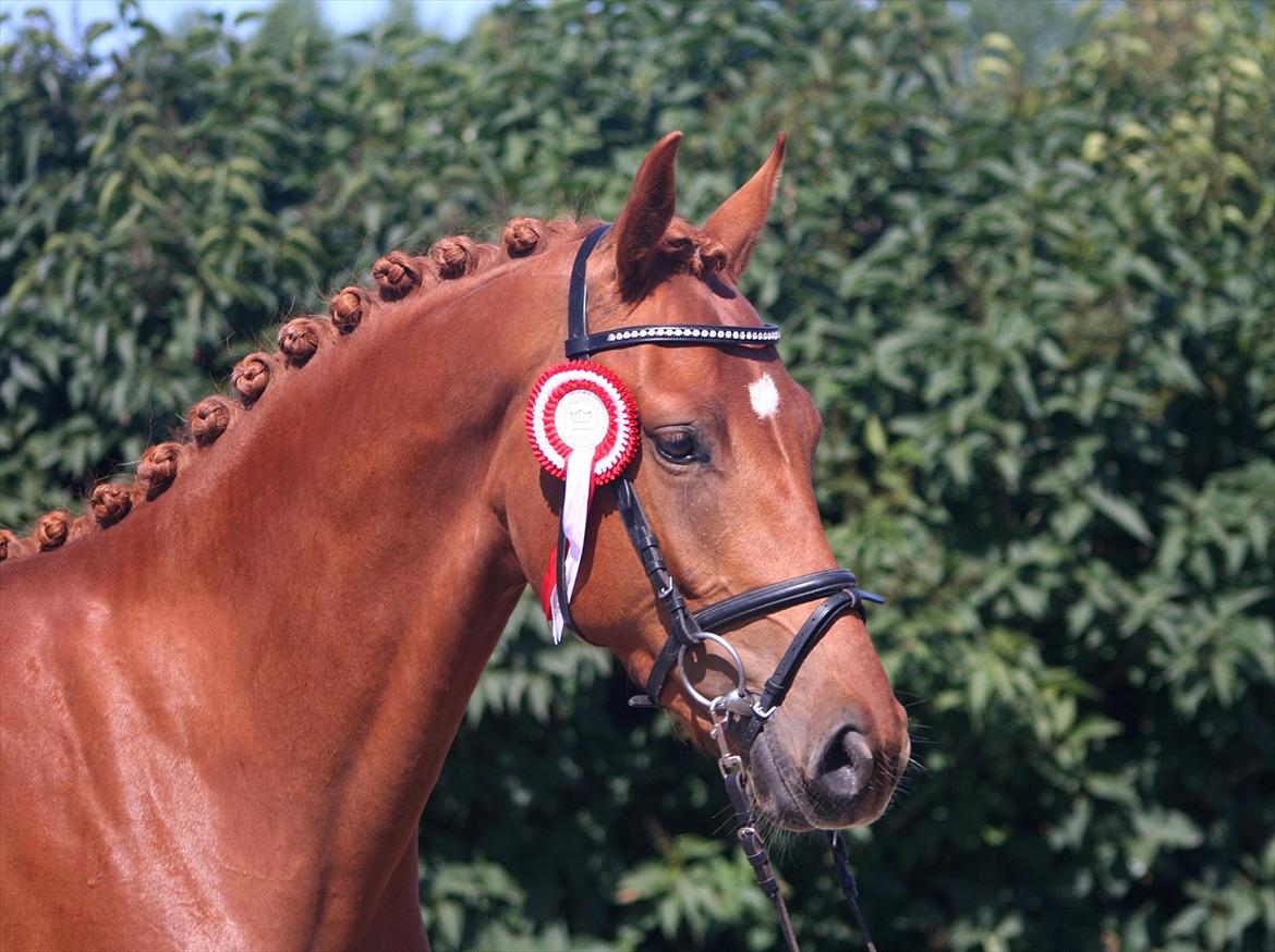 Dansk Varmblod Hoelgaards Simply Red - fotograf Louise Lykkebo billede 10